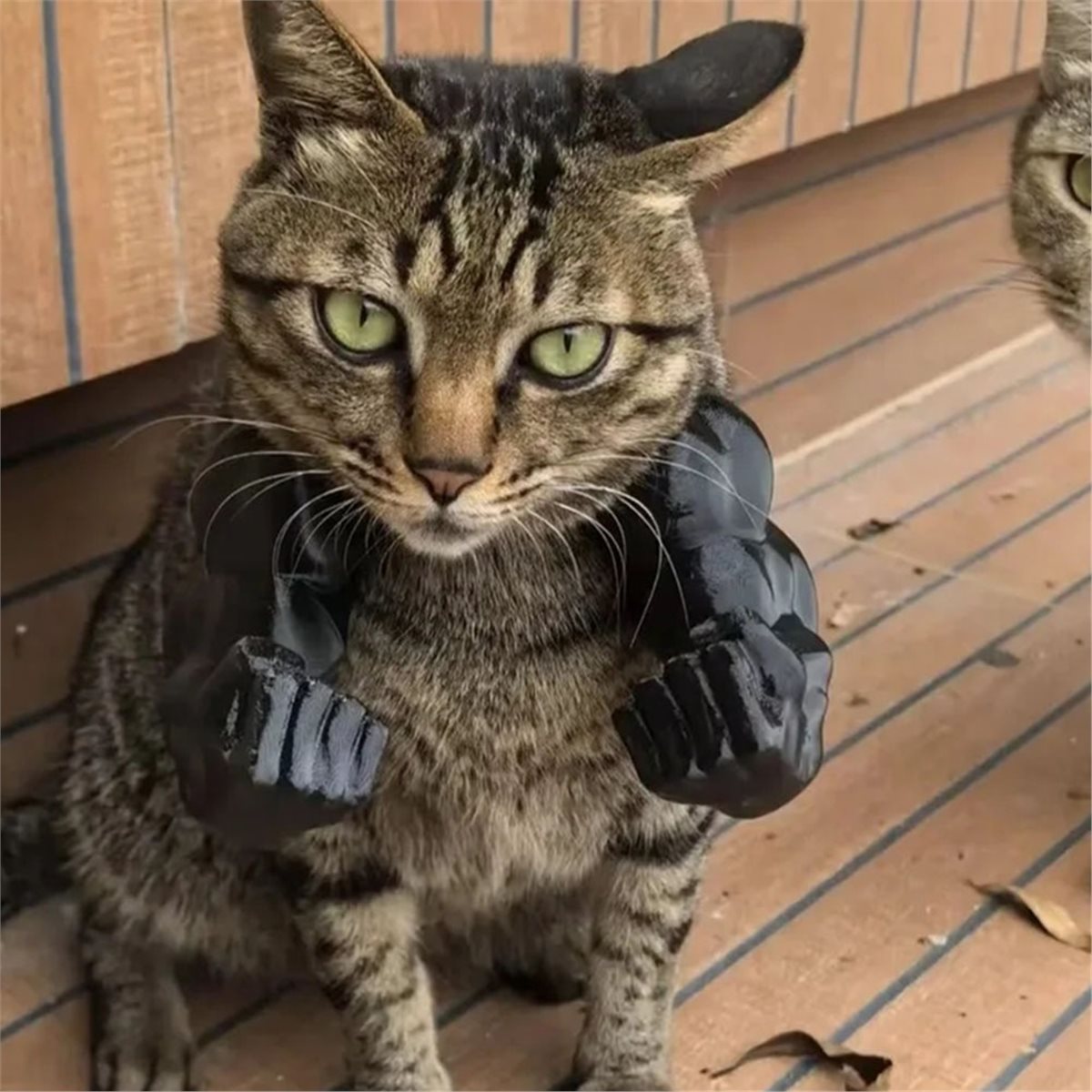 NEWCat Muscle Arm Pendant Pet  - Dolls 评论和价格